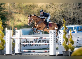 Holsteiner, Wallach, 13 Jahre, 174 cm, Rotbrauner