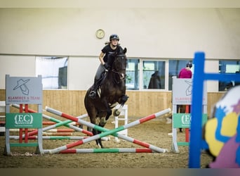 Holsteiner, Wallach, 13 Jahre, 175 cm, Brauner