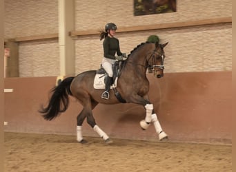 Holsteiner, Wallach, 13 Jahre, 175 cm, Dunkelbrauner