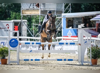 Holsteiner, Wallach, 13 Jahre, 177 cm, Dunkelbrauner