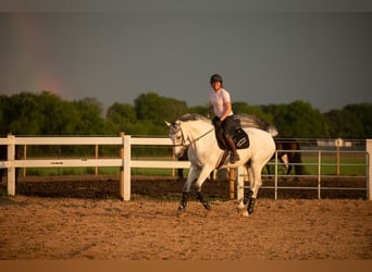 Holsteiner, Wallach, 14 Jahre, 157 cm, Schimmel