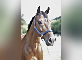 Holsteiner, Wallach, 14 Jahre, 160 cm, Brauner
