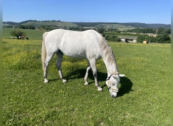 Holsteiner, Wallach, 14 Jahre, 160 cm, Schimmel