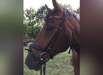 Holsteiner, Wallach, 14 Jahre, 165 cm, Brauner