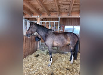 Holsteiner, Wallach, 14 Jahre, 165 cm, Dunkelbrauner