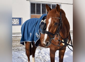 Holsteiner, Wallach, 14 Jahre, 165 cm, Fuchs