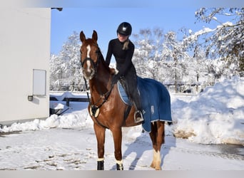 Holsteiner, Wallach, 14 Jahre, 165 cm, Fuchs