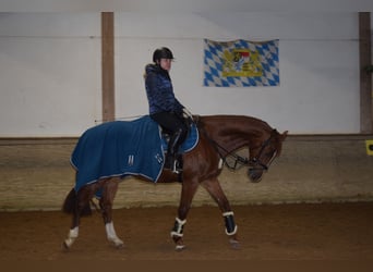 Holsteiner, Wallach, 14 Jahre, 165 cm, Fuchs