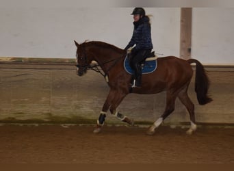 Holsteiner, Wallach, 14 Jahre, 165 cm, Fuchs