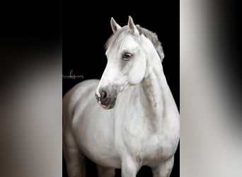 Holsteiner, Wallach, 14 Jahre, 167 cm, Schimmel