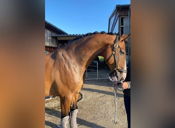 Holsteiner, Wallach, 14 Jahre, 168 cm, Brauner