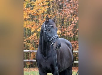 Holsteiner, Wallach, 14 Jahre, 168 cm, Dunkelbrauner