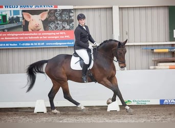 Holsteiner, Wallach, 14 Jahre, 170 cm, Brauner