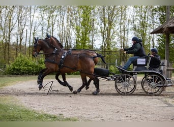 Holsteiner, Wallach, 14 Jahre, 170 cm, Brauner