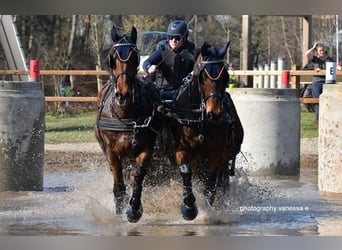 Holsteiner, Wallach, 14 Jahre, 170 cm, Brauner