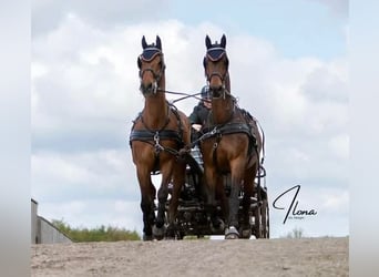 Holsteiner, Wallach, 14 Jahre, 170 cm, Brauner