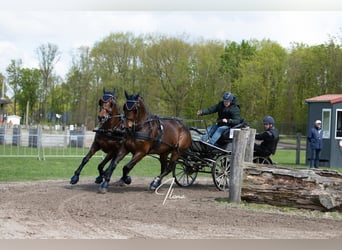 Holsteiner, Wallach, 14 Jahre, 170 cm, Brauner