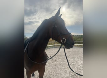 Holsteiner, Wallach, 14 Jahre, 170 cm, Dunkelbrauner