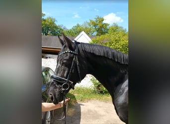 Holsteiner, Wallach, 14 Jahre, 170 cm, Rappe