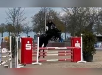 Holsteiner, Wallach, 14 Jahre, 170 cm, Rappe