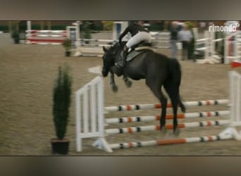 Holsteiner, Wallach, 14 Jahre, 170 cm, Rappe