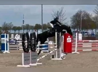 Holsteiner, Wallach, 14 Jahre, 170 cm, Rappe