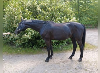 Holsteiner, Wallach, 14 Jahre, 170 cm, Rappe