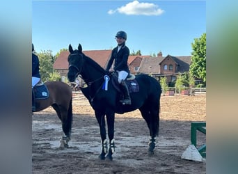 Holsteiner, Wallach, 14 Jahre, 170 cm, Rappe