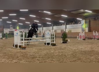 Holsteiner, Wallach, 14 Jahre, 170 cm, Rappe