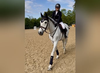 Holsteiner, Wallach, 14 Jahre, 170 cm, Schimmel