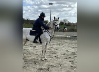 Holsteiner, Wallach, 14 Jahre, 170 cm, Schimmel