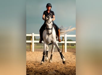 Holsteiner, Wallach, 14 Jahre, 170 cm, Schimmel