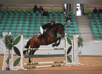 Holsteiner, Wallach, 14 Jahre, 172 cm, Brauner