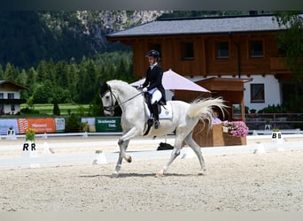 Holsteiner, Wallach, 14 Jahre, 172 cm, Fliegenschimmel