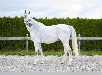 Holsteiner, Wallach, 14 Jahre, 172 cm, Fliegenschimmel