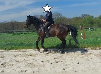 Holsteiner, Wallach, 14 Jahre, 174 cm, Dunkelbrauner