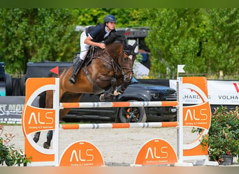 Holsteiner, Wallach, 14 Jahre, 174 cm, Dunkelbrauner