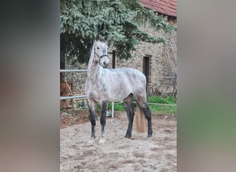Holsteiner, Wallach, 14 Jahre, 175 cm, Apfelschimmel