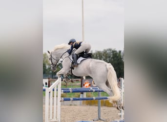 Holsteiner, Wallach, 14 Jahre, 178 cm, Apfelschimmel