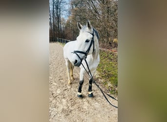 Holsteiner, Wallach, 14 Jahre, 178 cm, Schimmel