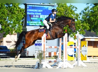 Holsteiner, Wallach, 14 Jahre, 180 cm, Brauner