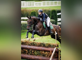 Holsteiner, Wallach, 14 Jahre, 180 cm, Dunkelbrauner