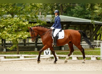Holsteiner, Wallach, 14 Jahre, 181 cm, Brauner