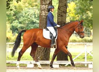 Holsteiner, Wallach, 14 Jahre, 181 cm, Brauner