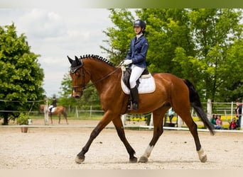 Holsteiner, Wallach, 14 Jahre, 181 cm, Brauner