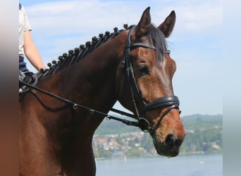 Holsteiner, Wallach, 14 Jahre, 183 cm, Brauner