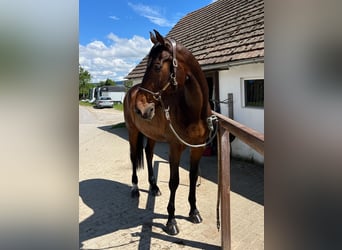 Holsteiner, Wallach, 14 Jahre, 183 cm, Brauner