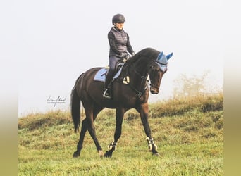 Holsteiner, Wallach, 14 Jahre, 183 cm, Brauner