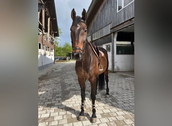 Holsteiner, Wallach, 14 Jahre, 183 cm, Brauner