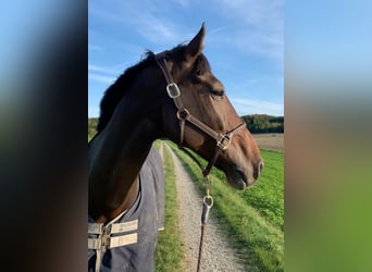 Holsteiner, Wallach, 14 Jahre, 183 cm, Brauner